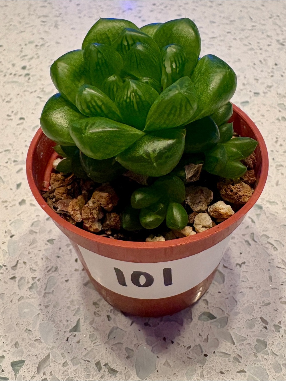 Cathedral Window Haworthia or Cushion Aloe / live plant - Picture 2 of 3